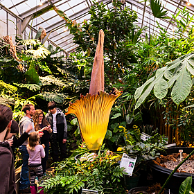 Rare, smelly 'Corpse Flower' blooms in Australia Image