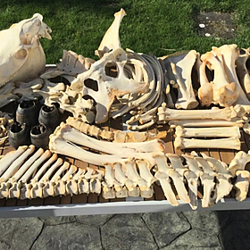 Using a full-size horse skeleton to make music Image