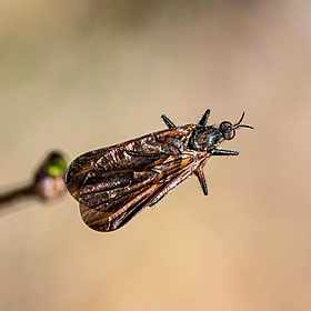 Dealing with insects around your home from the good weather! Image