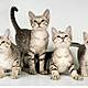 Have You Ever Heard Of A Cat With An Accent?