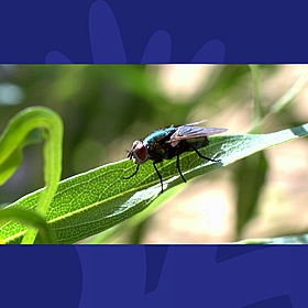 This Smart Hack Will Help You Get Rid Of Those Pesky Flies This Summer Image