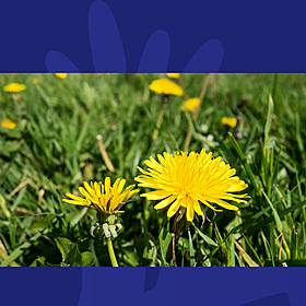 How To Occupy The Kids And Tidy Your Garden Image