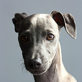 Should more companies offer pet bereavement leave? Image