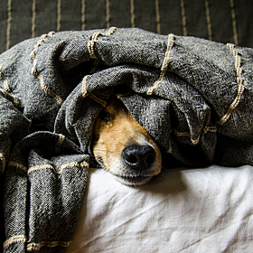 Parenting: My child wants the dog in the bed! Image