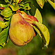 170 year-old pear tree in the Liberties used by NCAD students 'to pick at fruit and make jam'
