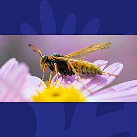 What Wasps Have In Common With The End Of A Big Night Out Image
