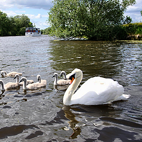 Annual swan count set to take place on the River Thames Image