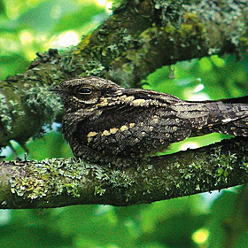 Extremely rare bird still found to be in Ireland Image