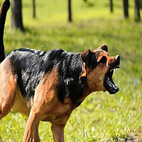 "Psycho" Man Brings Listeners to Tears Over Shocking Admission About What He Did To Dog Who Bit His Child Image