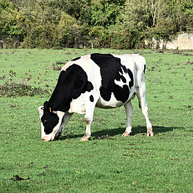 Could you marry into farming? Image