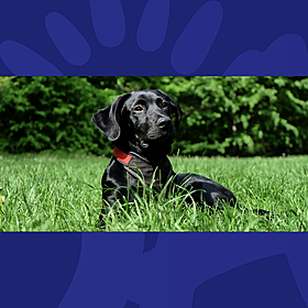 Which Massive Hit Song Was Written About A Labrador? Image