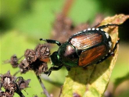 Cyborg beetles and insect spies