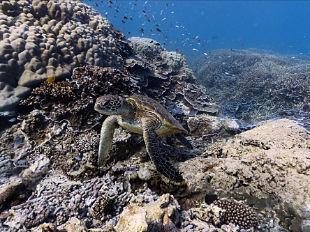 Google Maps goes to new depths with underwater panoramic images (video)