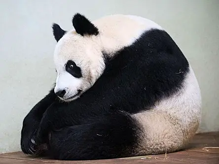 Zoologists monitor panda, as protein analysis suggests cub is on the way