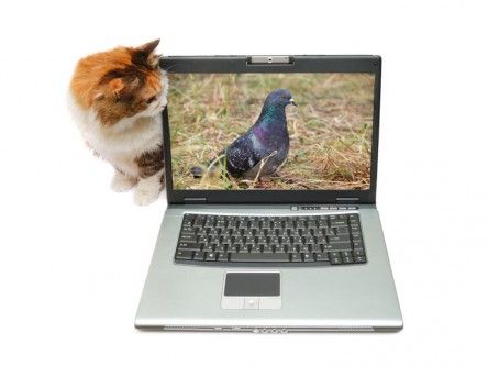 The cat is among the pigeons over how private Gmail really is