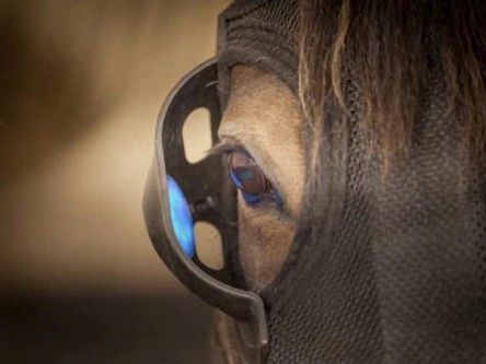 Irish start-up Equilume wants to ‘illuminate’ global horse-breeding industry with light therapy