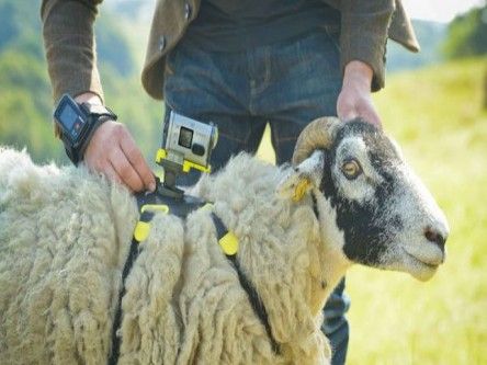 The week in gadgets: Sony hires sheep cameras, man builds his own Transformer