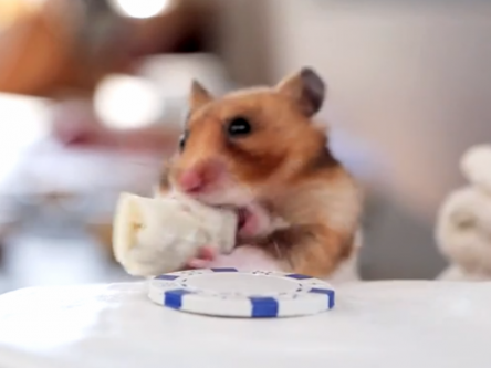 Viral videos of the week: Irish students, Emma Stone, and a hungry hamster