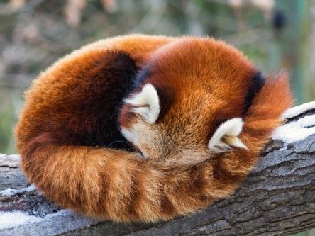 Future versions of Firefox will include closed-source DRM technology