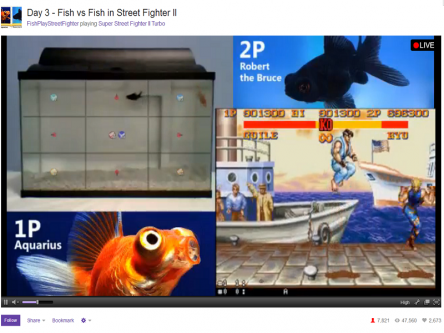 Two pet fish are playing Street Fighter. No, seriously