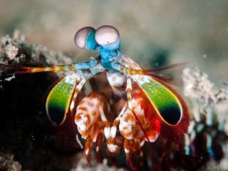 Mantis shrimp eyes inspiring new cancer-detecting cameras
