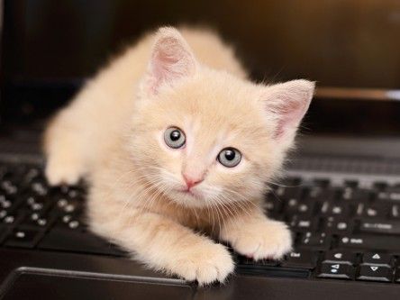 Gigglebit: An essential computer accessory for your cat