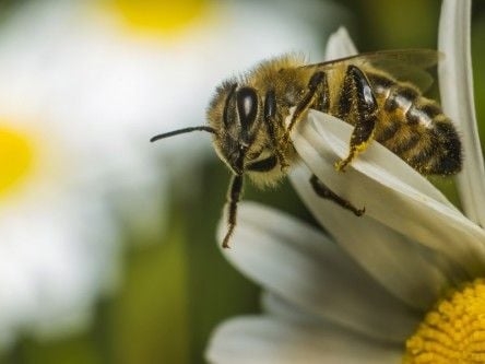 New tracking device developed to better understand bee ‘bee-haviour’