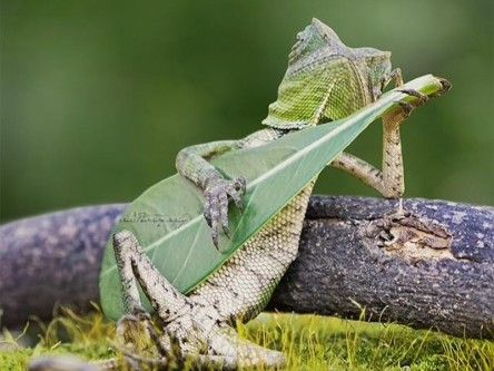 Gigglebit: The leaf-guitar playing lizard that’s cooler than all of us
