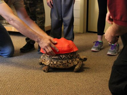 3D printing just fixed a sick tortoise’s roughed up shell