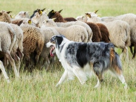 Shep the sheepdrone could soon be putting sheepdogs out of work (video)