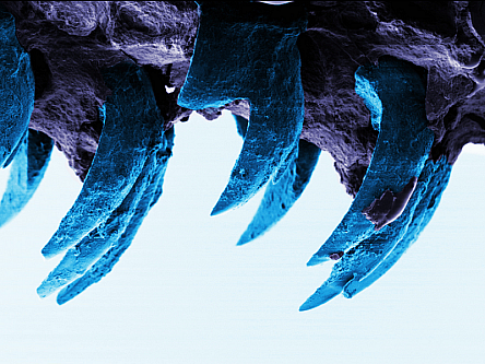 Move over spider silk, a limpet’s tooth is now nature’s strongest material