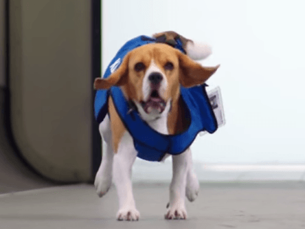 KLM’s lost and found goes to the dogs – Gigglebit