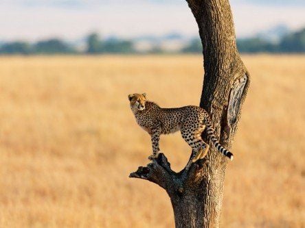 Robot cheetah sticks the high jump