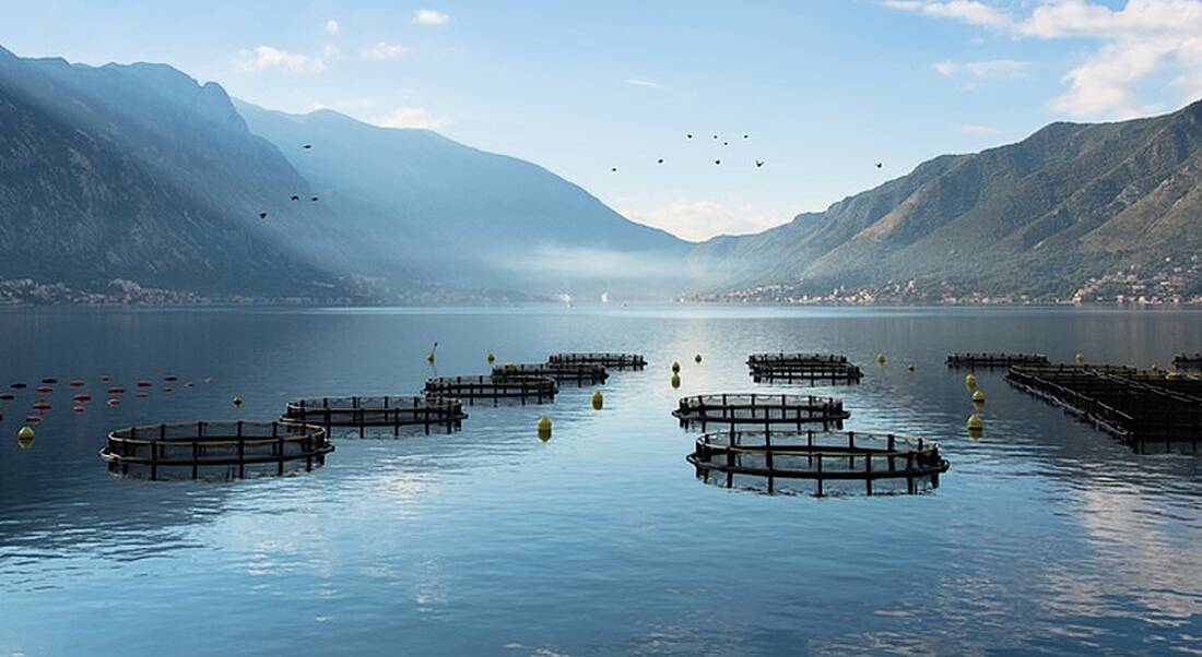 Farm fishing and Ireland's blue economy