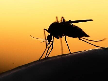 World’s first malaria vaccine close to full approval