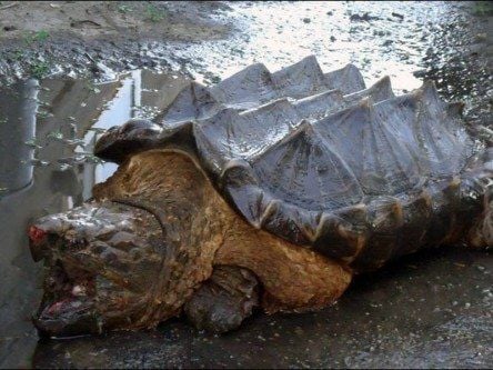 Real-life Bowser ‘dinosaur turtle’ found in Russian river