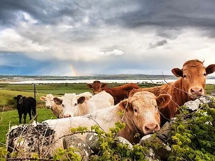 Ireland’s smart agriculture future is on a fertile plain (video)