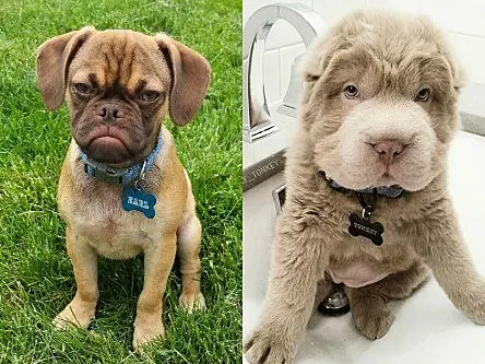 Earl the Grumpy Puppy or Tonkey Bear: choose your post Bank Holiday spirit animal