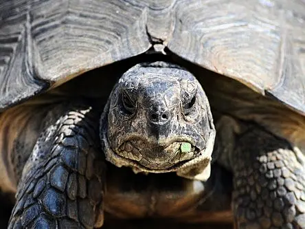 Tortoise that lost shell to fire gets super-strong 3D-printed shell