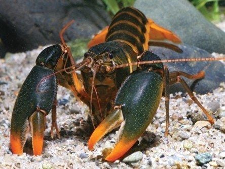 New crayfish species named after Edward Snowden