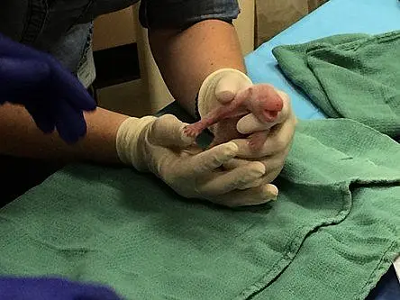 Giant panda cub twins born in Washington DC — Mei Xiang and cubs are doing fine