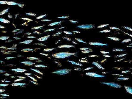 Nanorobot microfish may one day be swimming in your blood