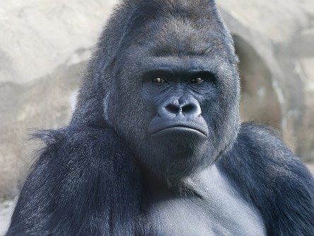Apple iPhone photos fascinate gorilla at zoo