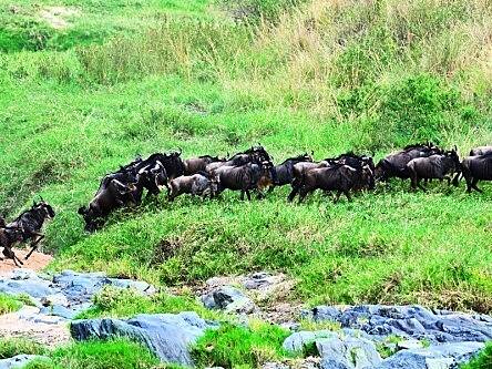 You can watch the wildebeest migration live on Periscope