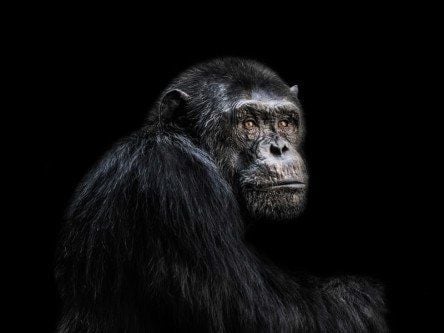 Rapid primate mutations raise evolution questions