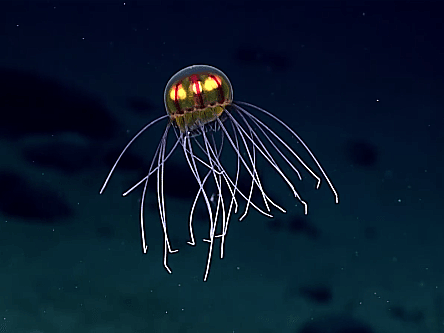 Bizarre jellyfish discovered in Marianas Trench