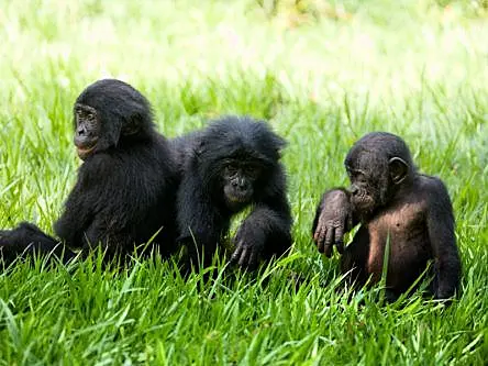 Chimps and bonobos chat by taking turns to gesture