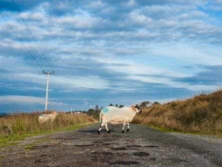 Telcos urged to speed up broadband and 4G rollout to rural Ireland