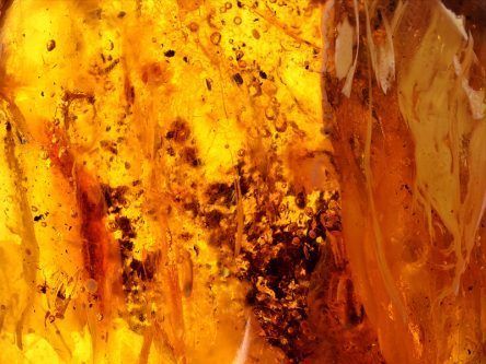 100m-year-old dinosaur bird wings found fossilised in amber