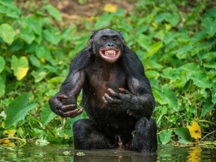 Female bonobos use ‘sexual swelling’ to trick protective males